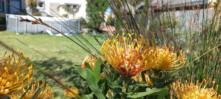 3 Bedroom Property for Sale in Pringle Bay Western Cape